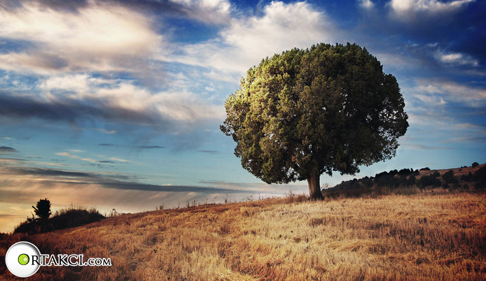 Manşet Fotoğrafları